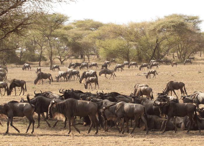 Wildebeests Migration at Masai Mara