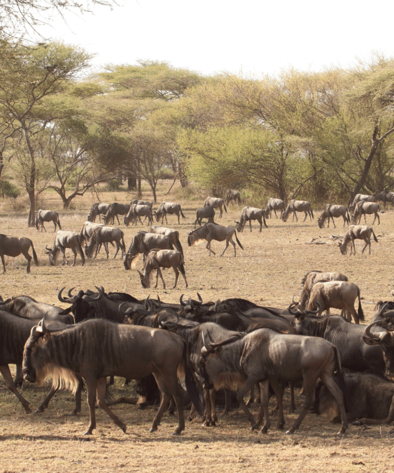 Wildebeests Migration at Masai Mara