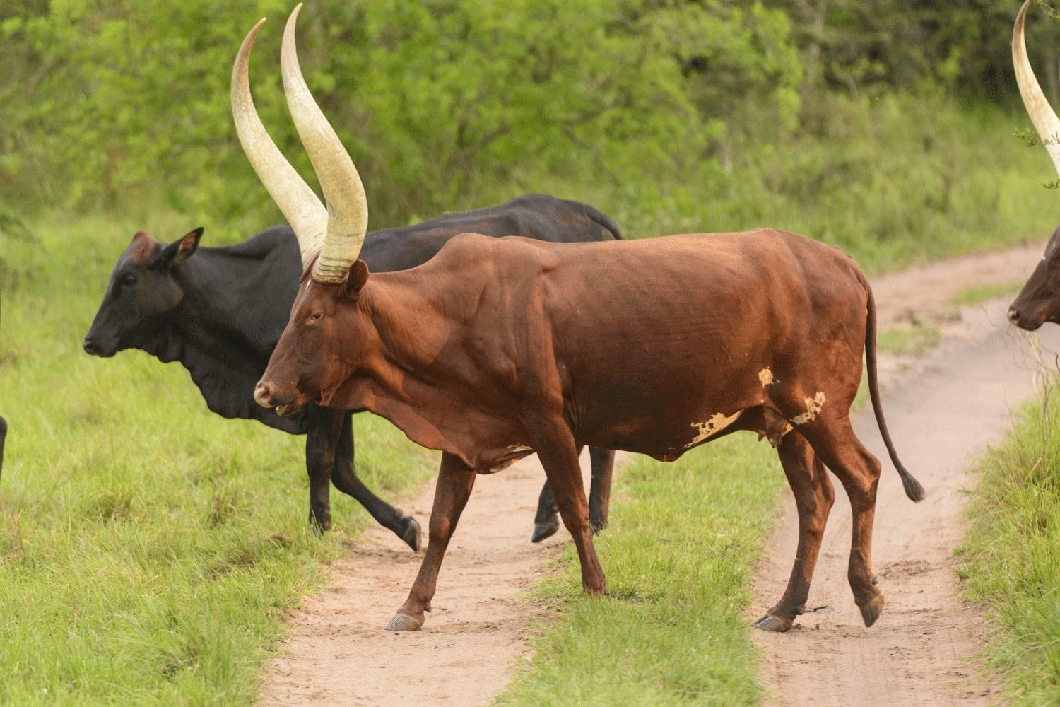 Спаривание быков с быками. Ватусси. Угандийская корова. Коровы Уганды. Бык ватусси фото.