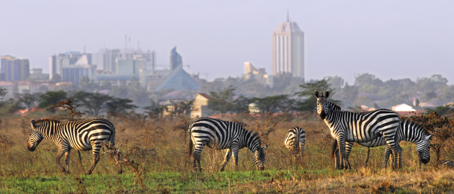 Африканская столица 5. Найроби сафари. Национальный парк Найроби. Кения Найроби. Национальный парк Найроби в Африке.