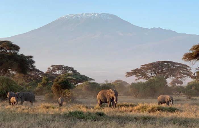 Elephants at Amboseli